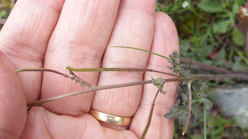 Erucastrum gallicum fruit