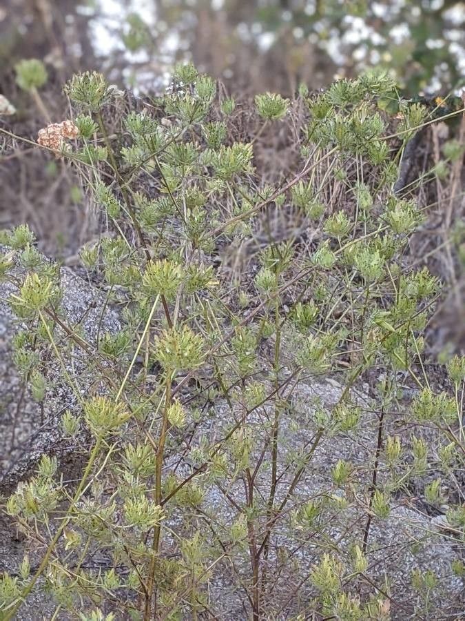 Cordylanthus rigidus habit