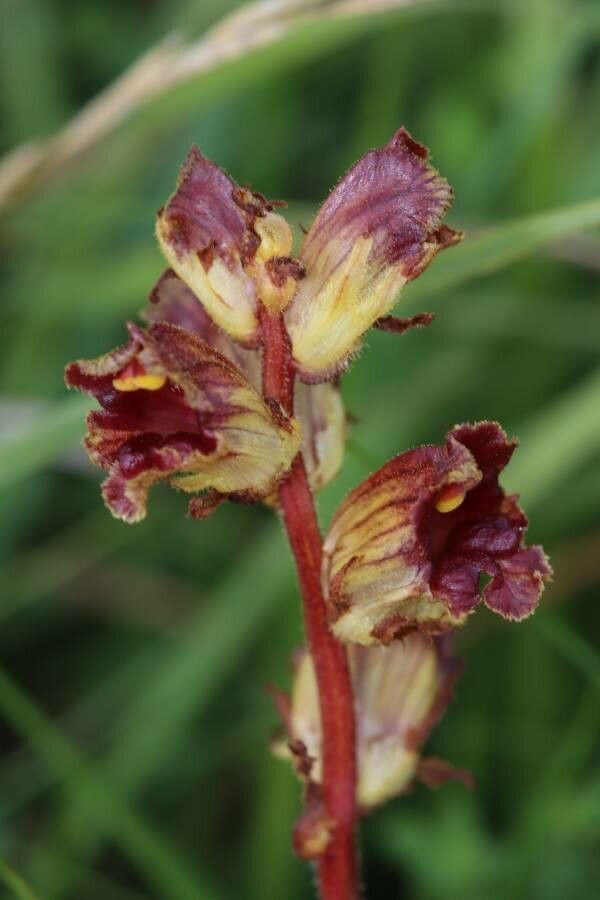 Orobanche gracilis flower
