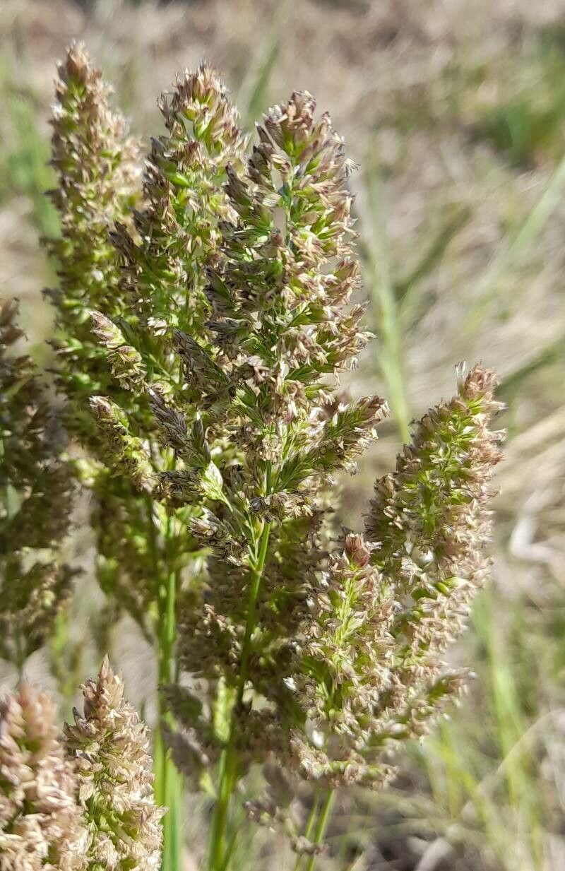 Poa lanigera — search result for 'Poa'