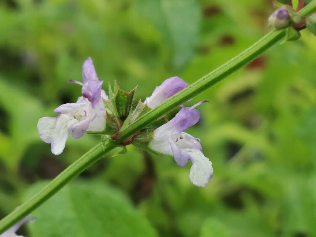 Salvia repens flower