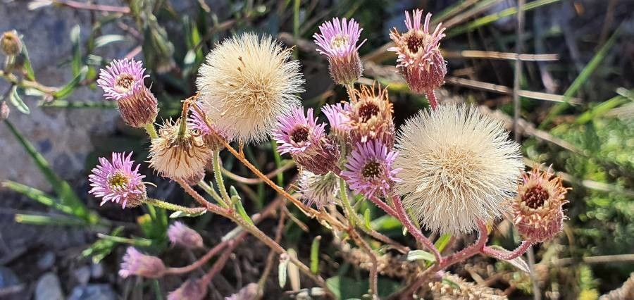 Erigeron acris fruit