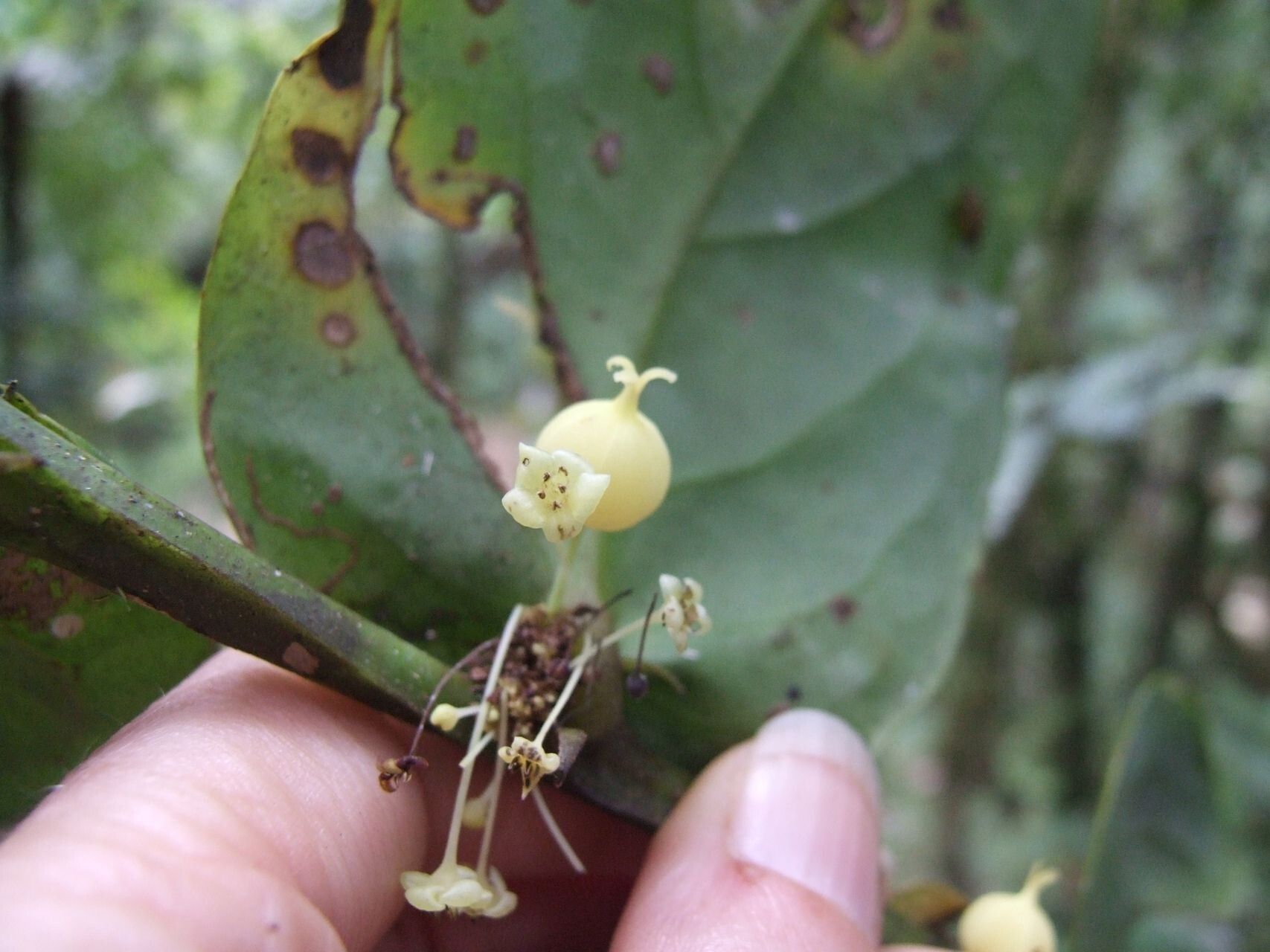 Phyllanthus pseudotrichopodus fruit