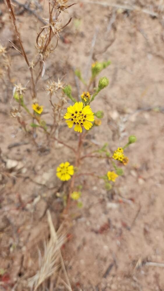 Deinandra paniculata — houseplant care guide