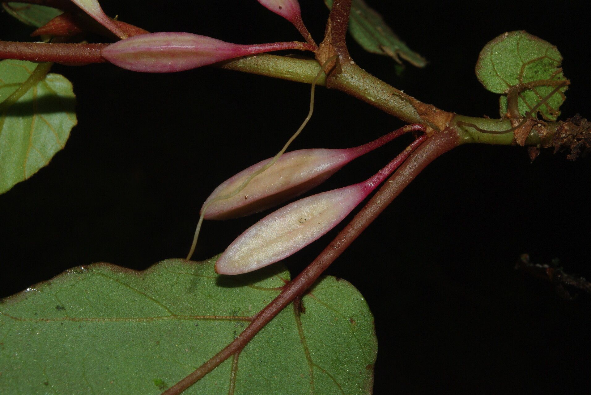 Begonia fusialata flower
