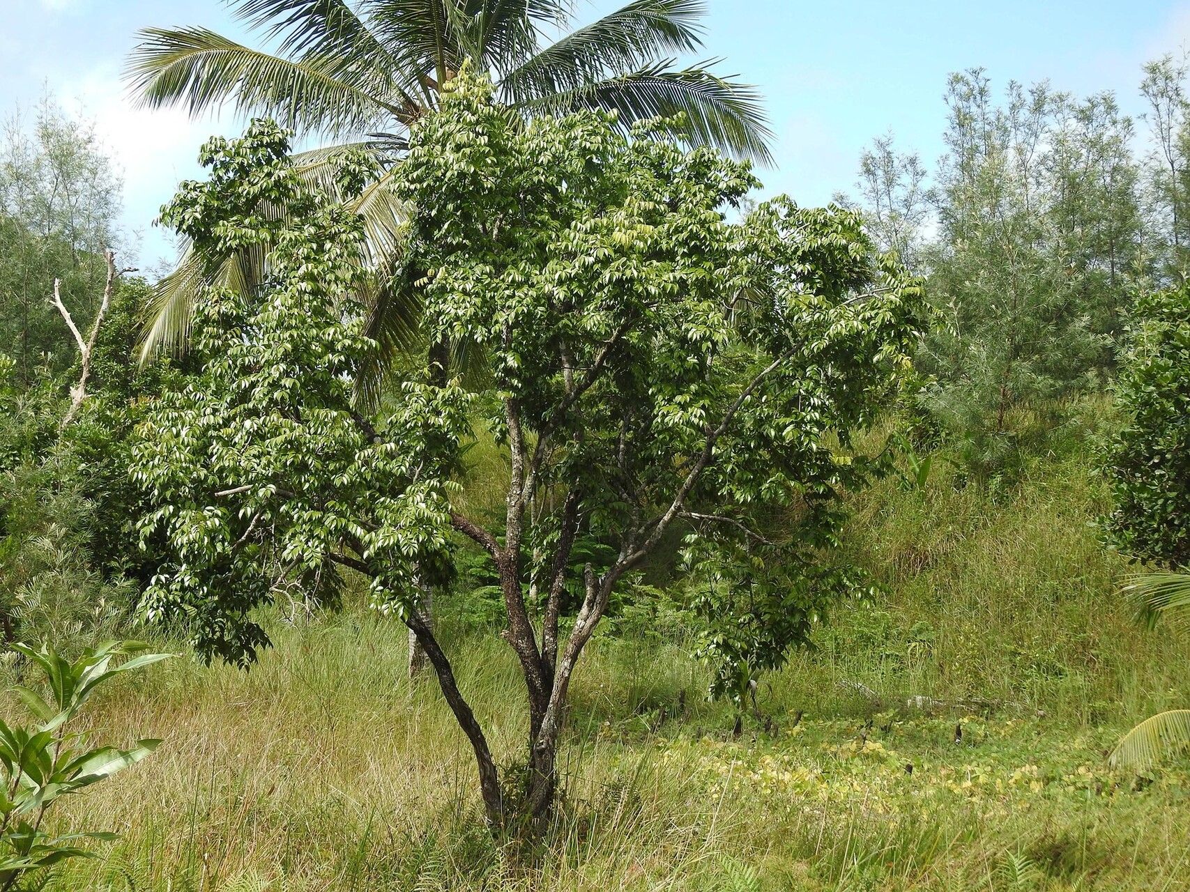 Dalbergia normandii habit