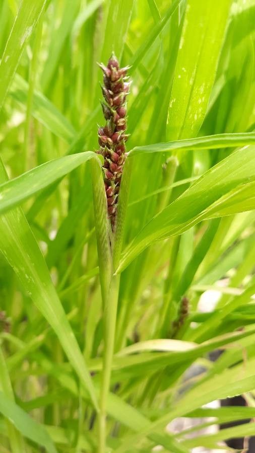 Echinochloa esculenta flower