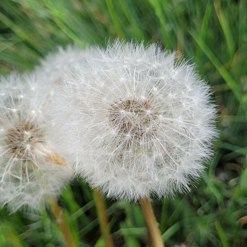 Taraxacum cucullatiforme fruit