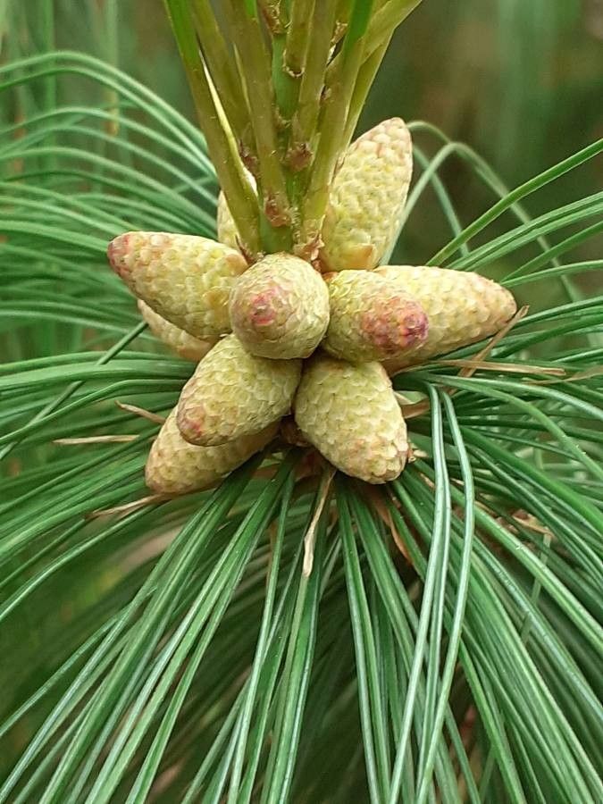 Pinus wallichiana flower