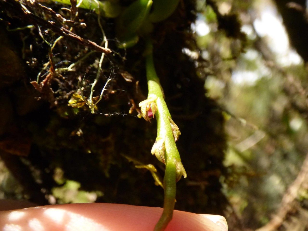 Bulbophyllum sambiranense flower