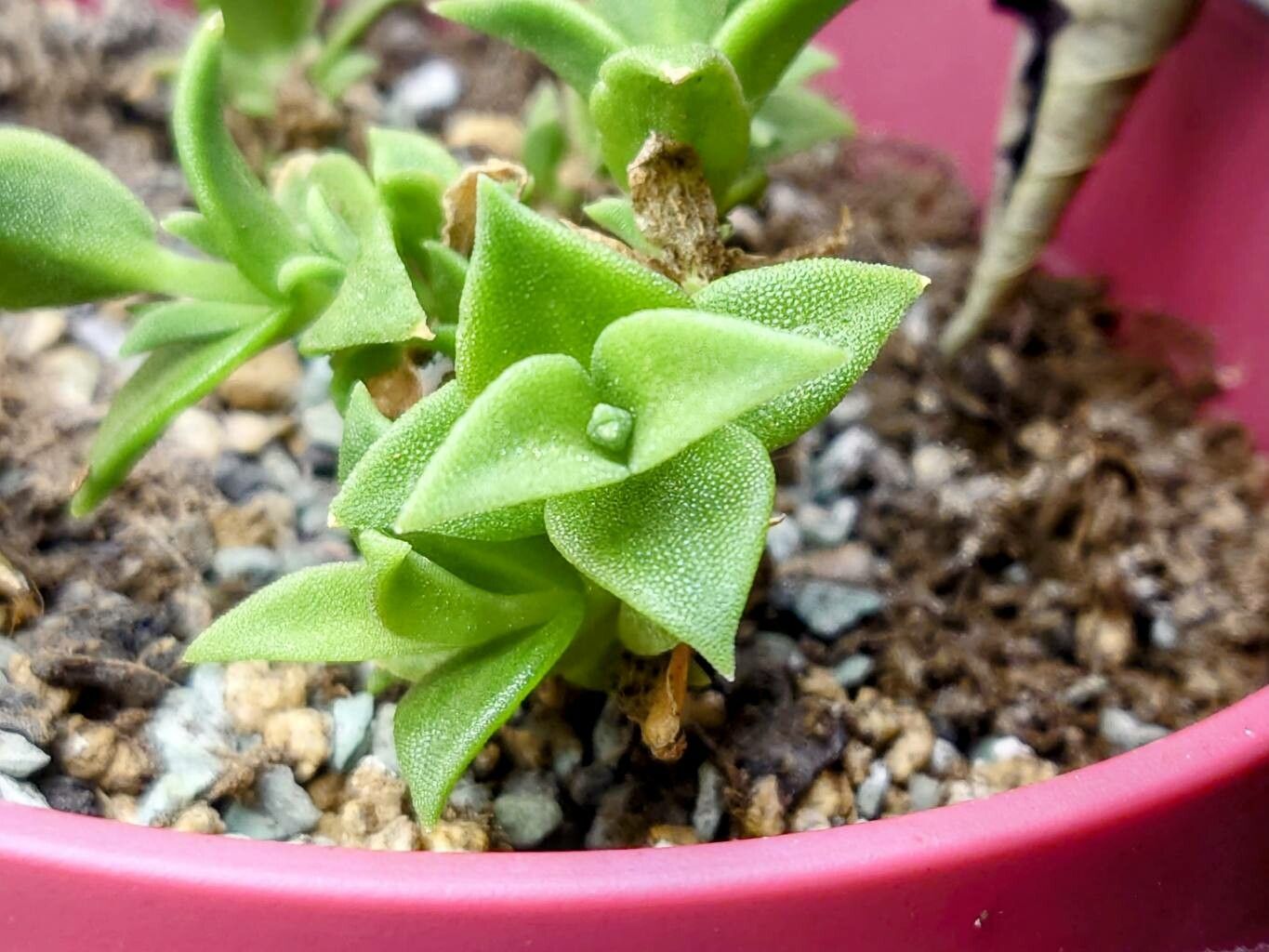 Mesembryanthemum tortuosum — search result for 'Mesembryanthemum'