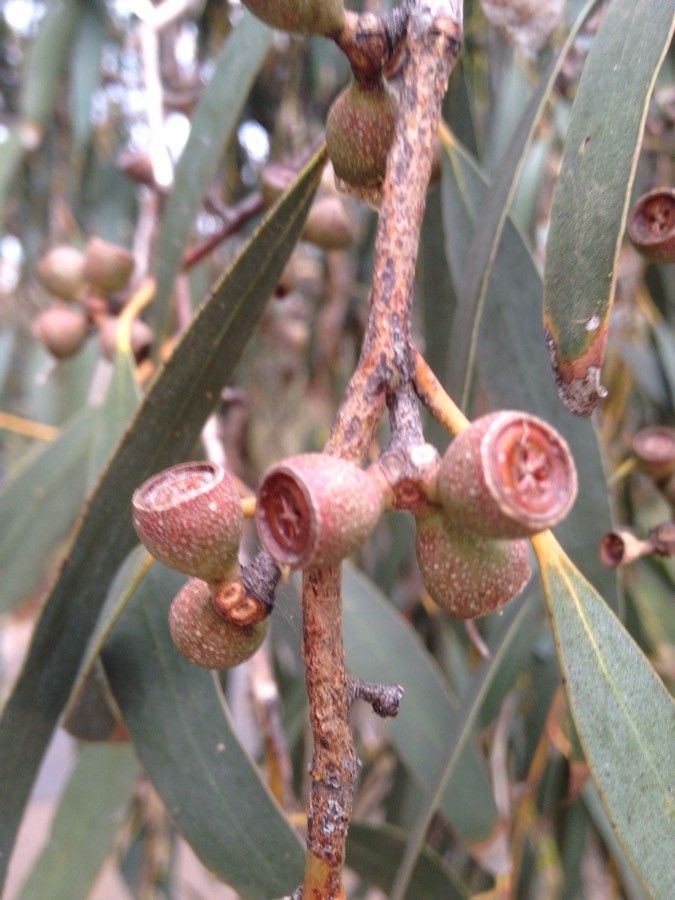 Eucalyptus pauciflora fruit
