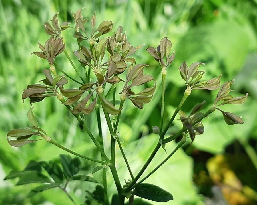 Thalictrum aquilegiifolium fruit