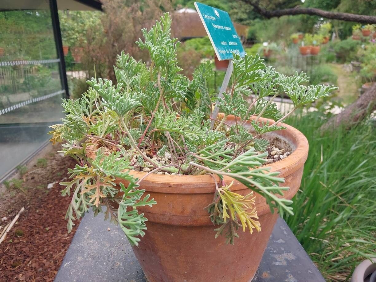 Pelargonium redactum habit