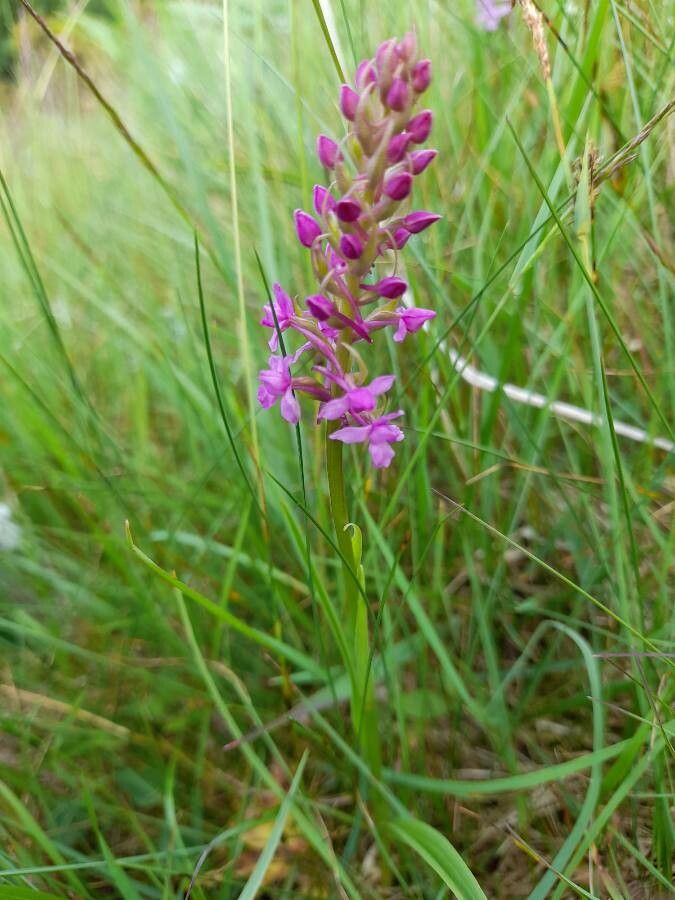 Gymnadenia borealis habit