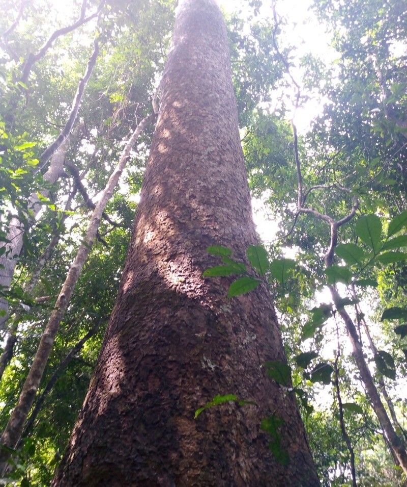 Khaya grandifoliola bark