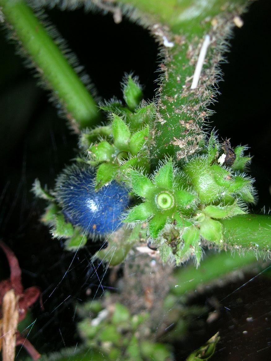 Lasianthus panamensis fruit