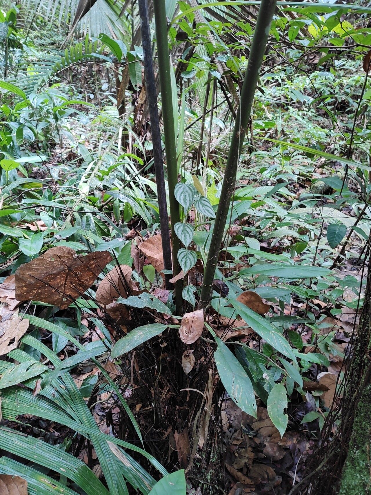 Philodendron toshibae bark