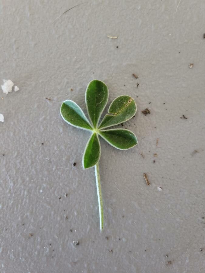 Lupinus subcarnosus — search result for 'Lupinus'