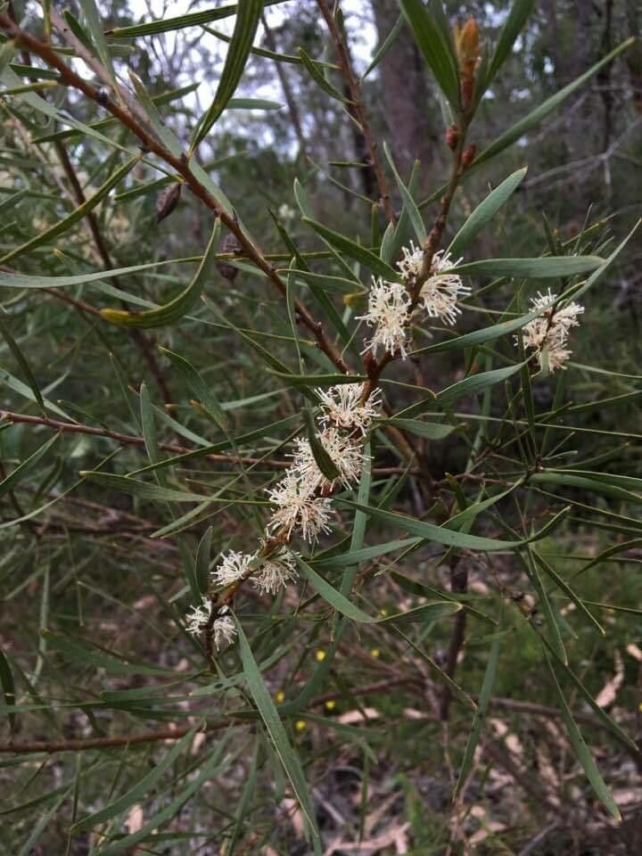 Hakea dactyloides flower