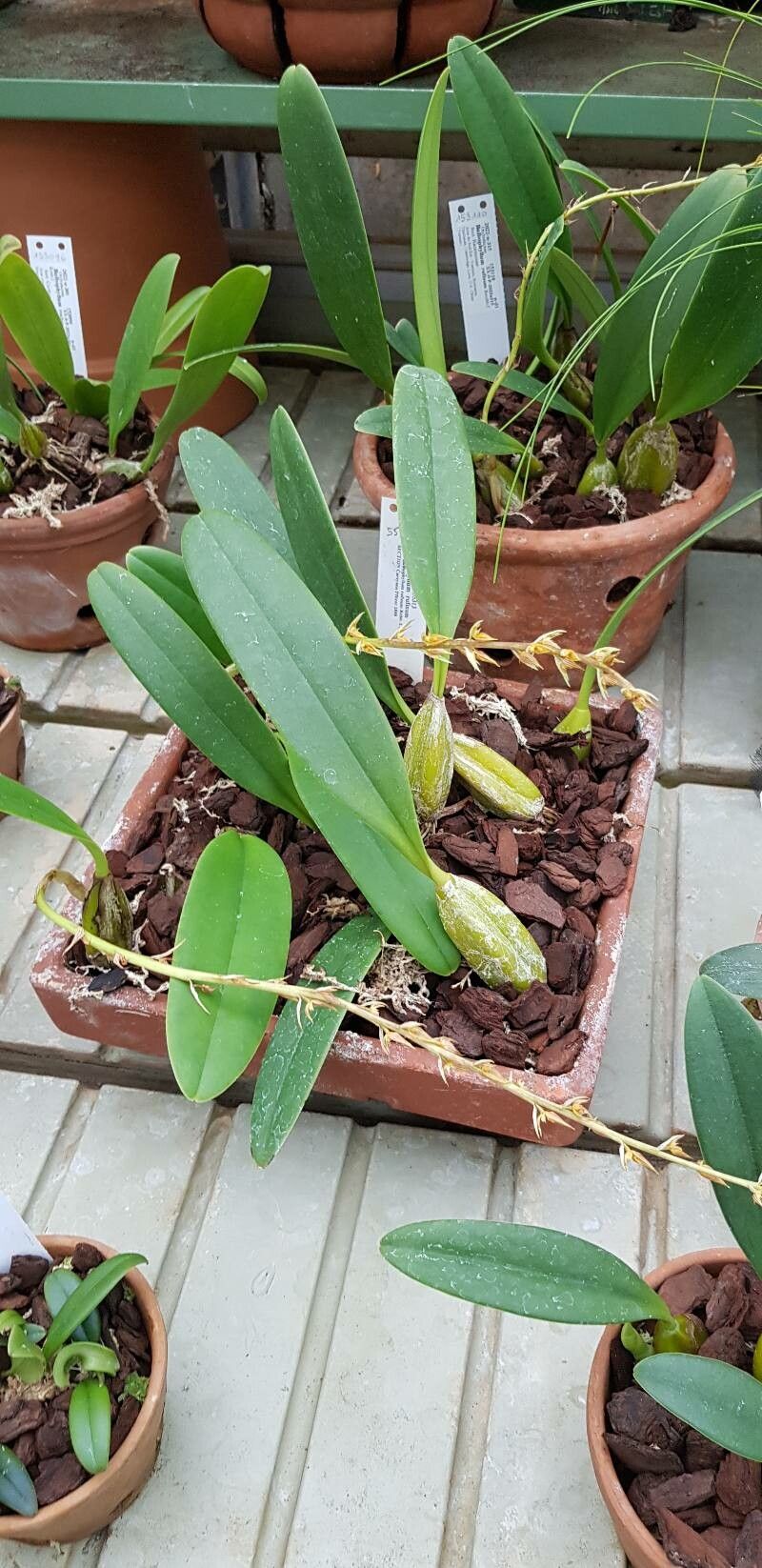 Bulbophyllum rufinum habit