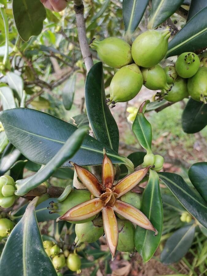 Clusia palmana flower