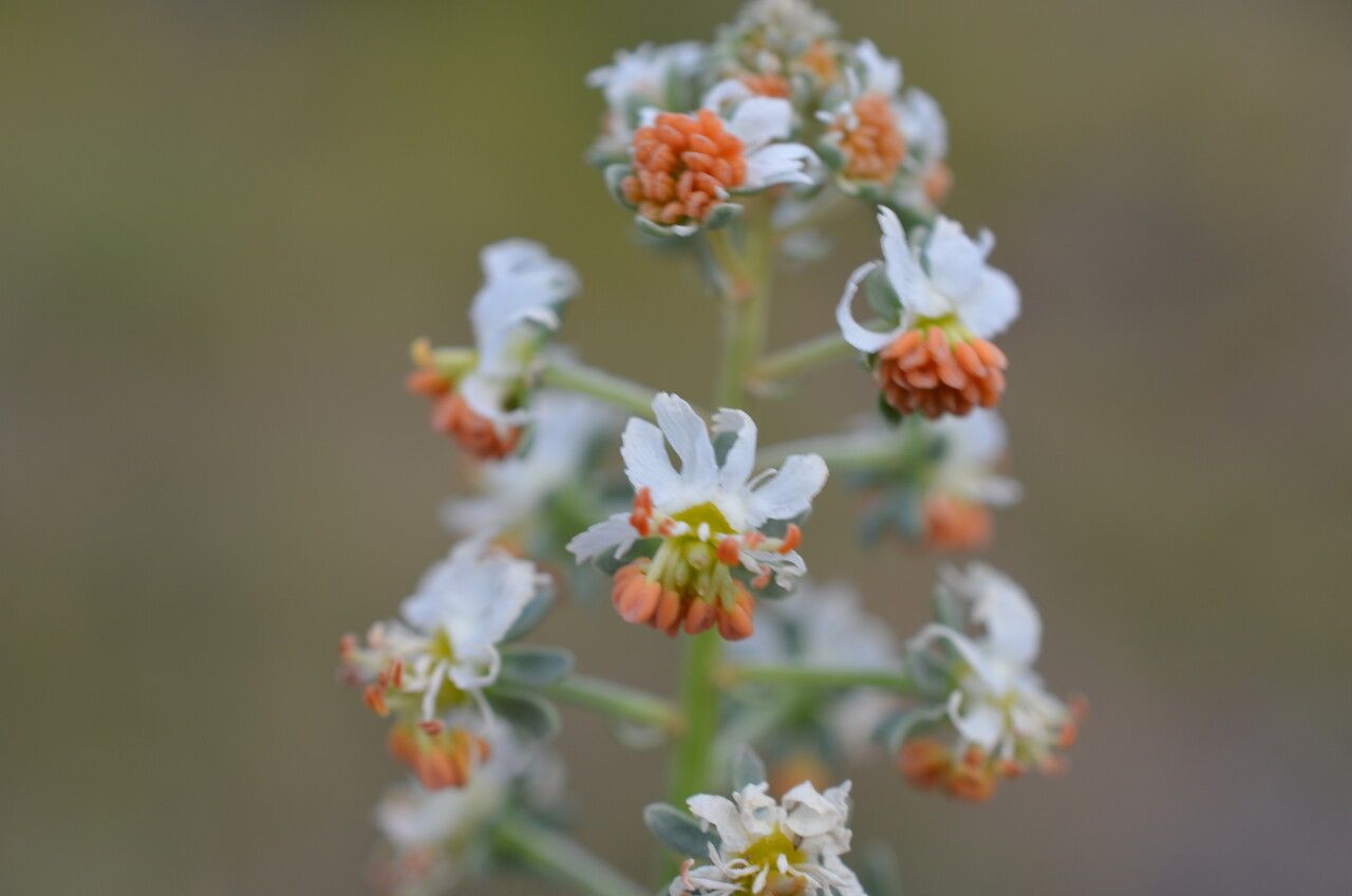 Reseda jacquini flower