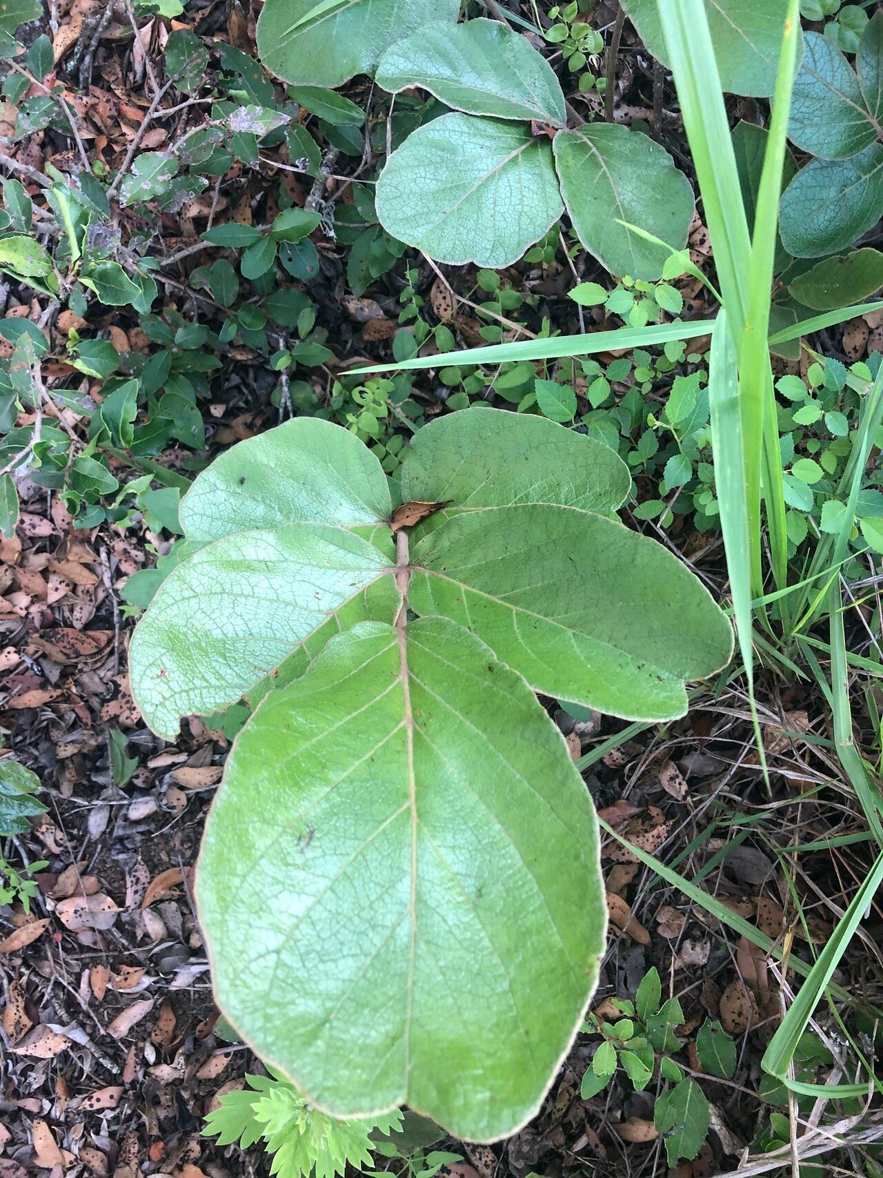 Lannea edulis — search result for 'Lannea'