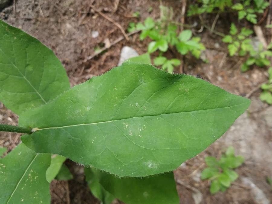 Hieracium umbrosum — search result for 'Hieracium'