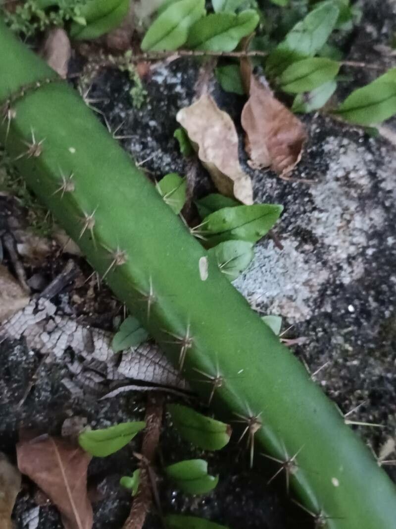 Selenicereus setaceus — search result for 'Selenicereus'