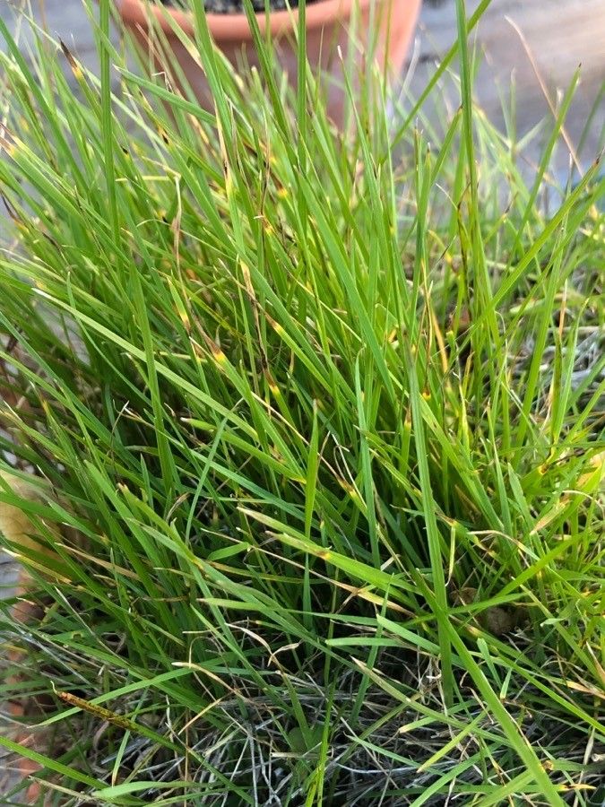 Lolium tuberosum — search result for 'Lolium'