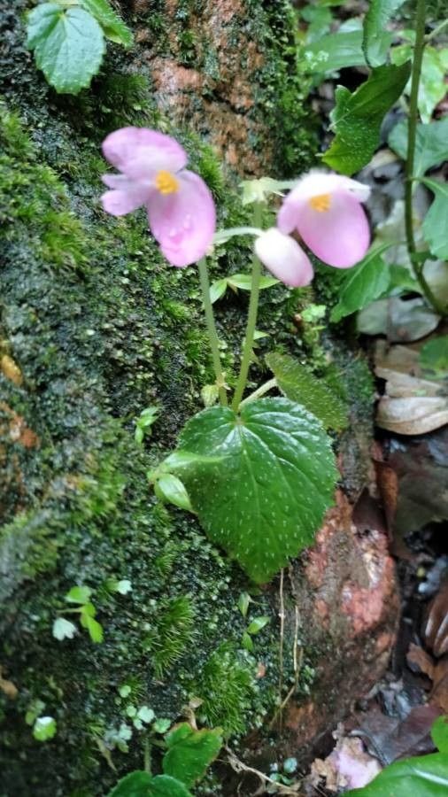Begonia gracilis flower