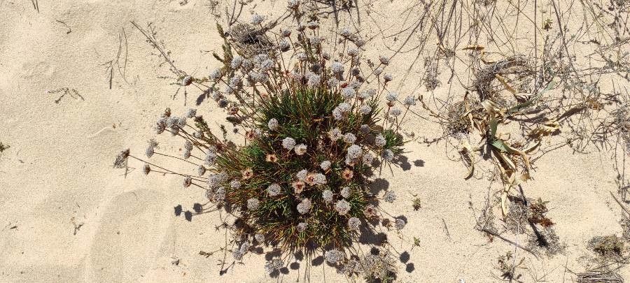 Armeria pungens fruit