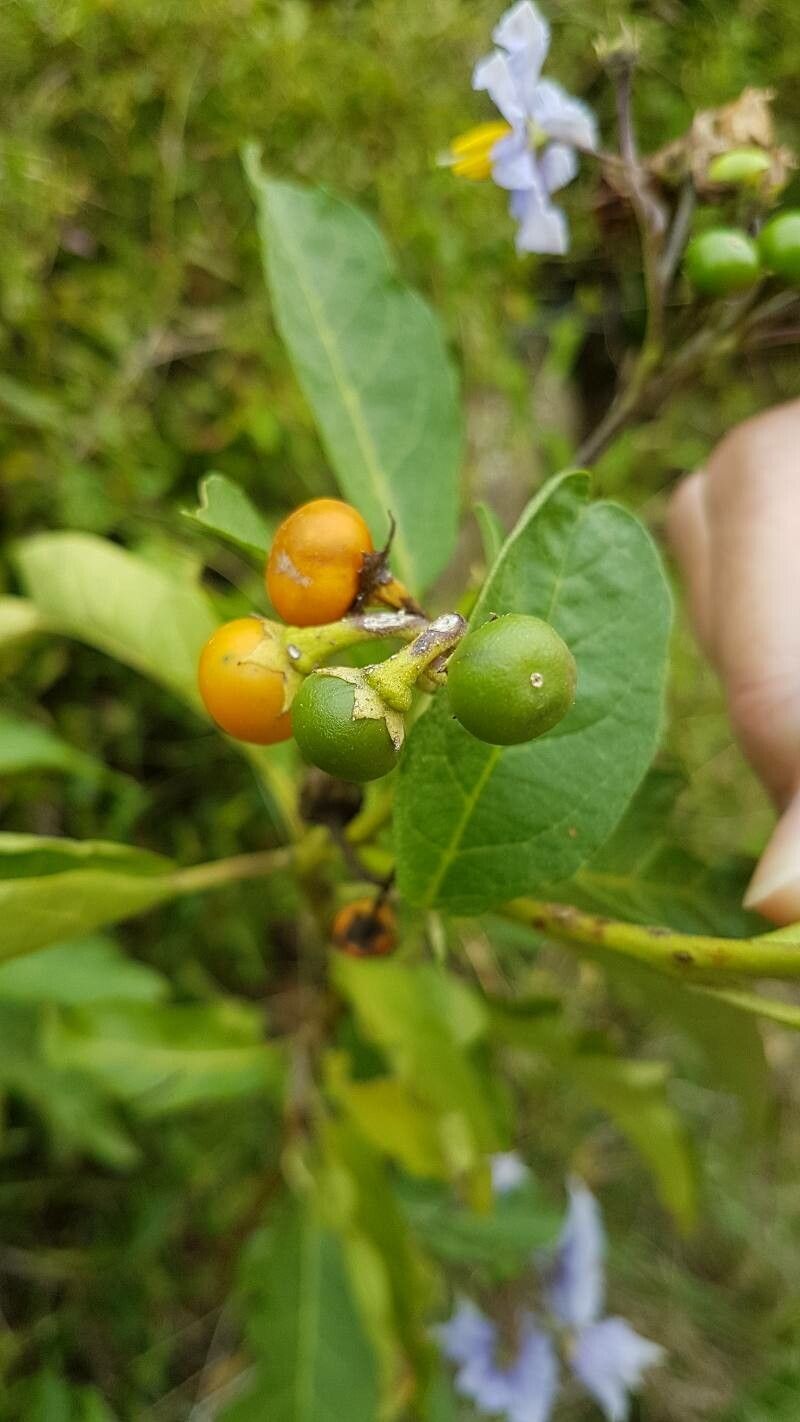 Solanum bonariense fruit