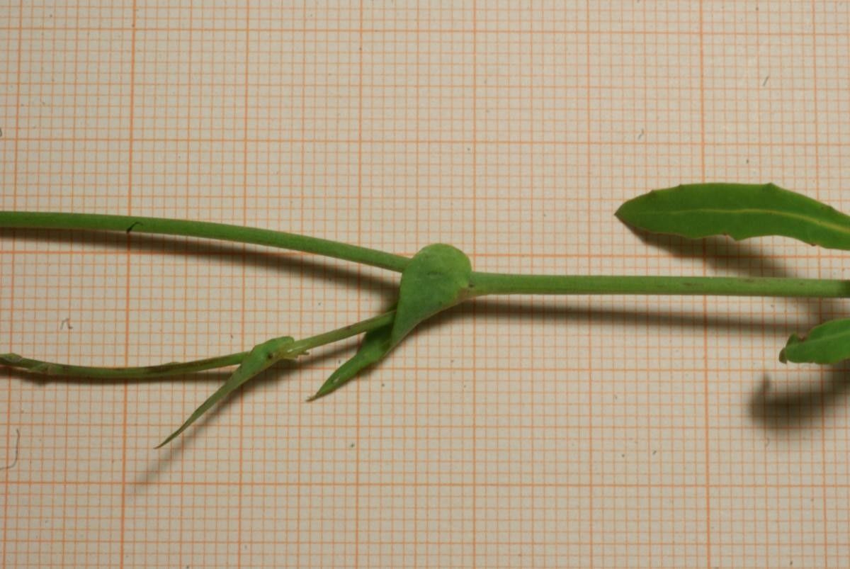 Hyacinthoides lingulata bark