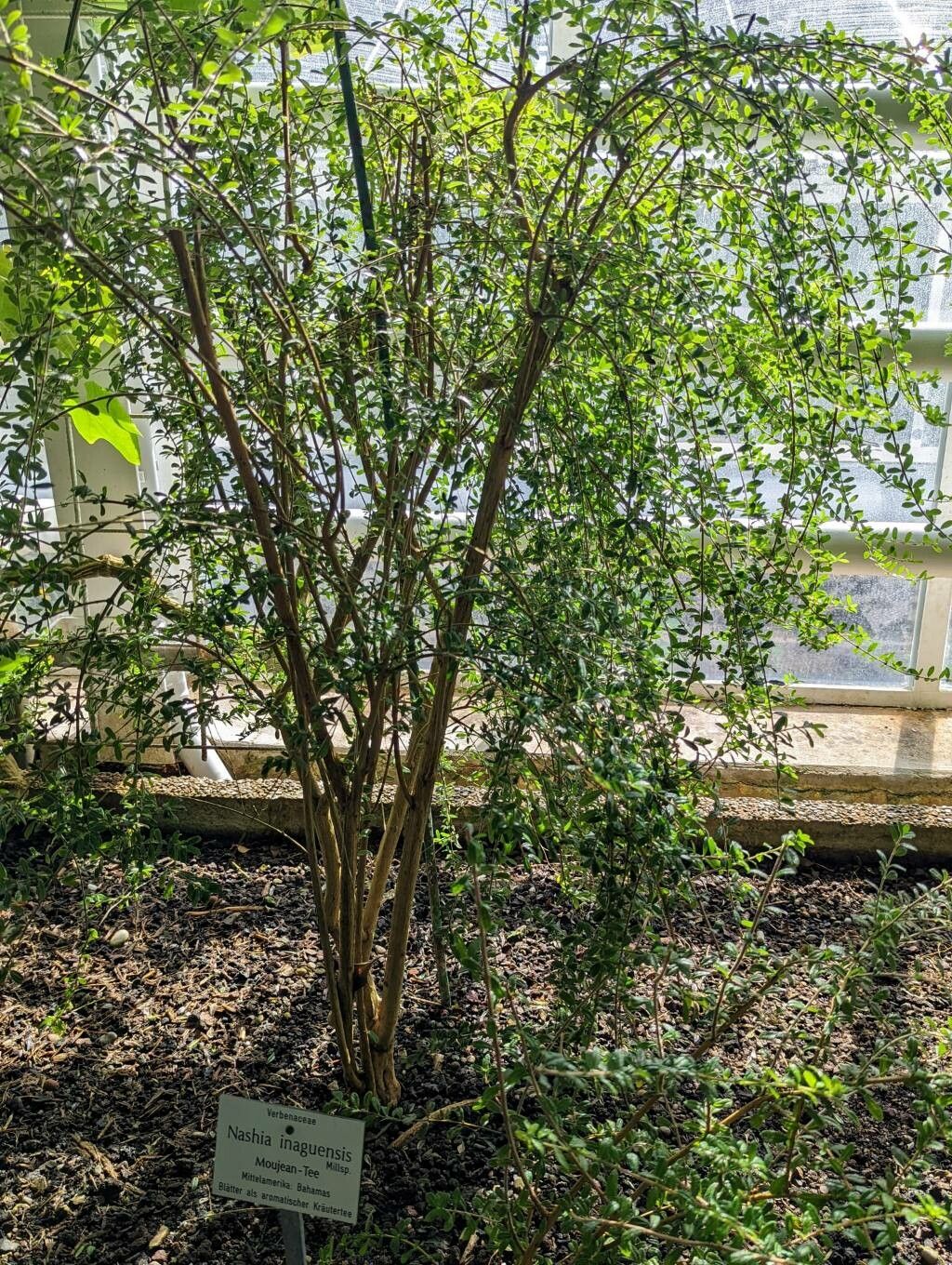 Nashia inaguensis habit