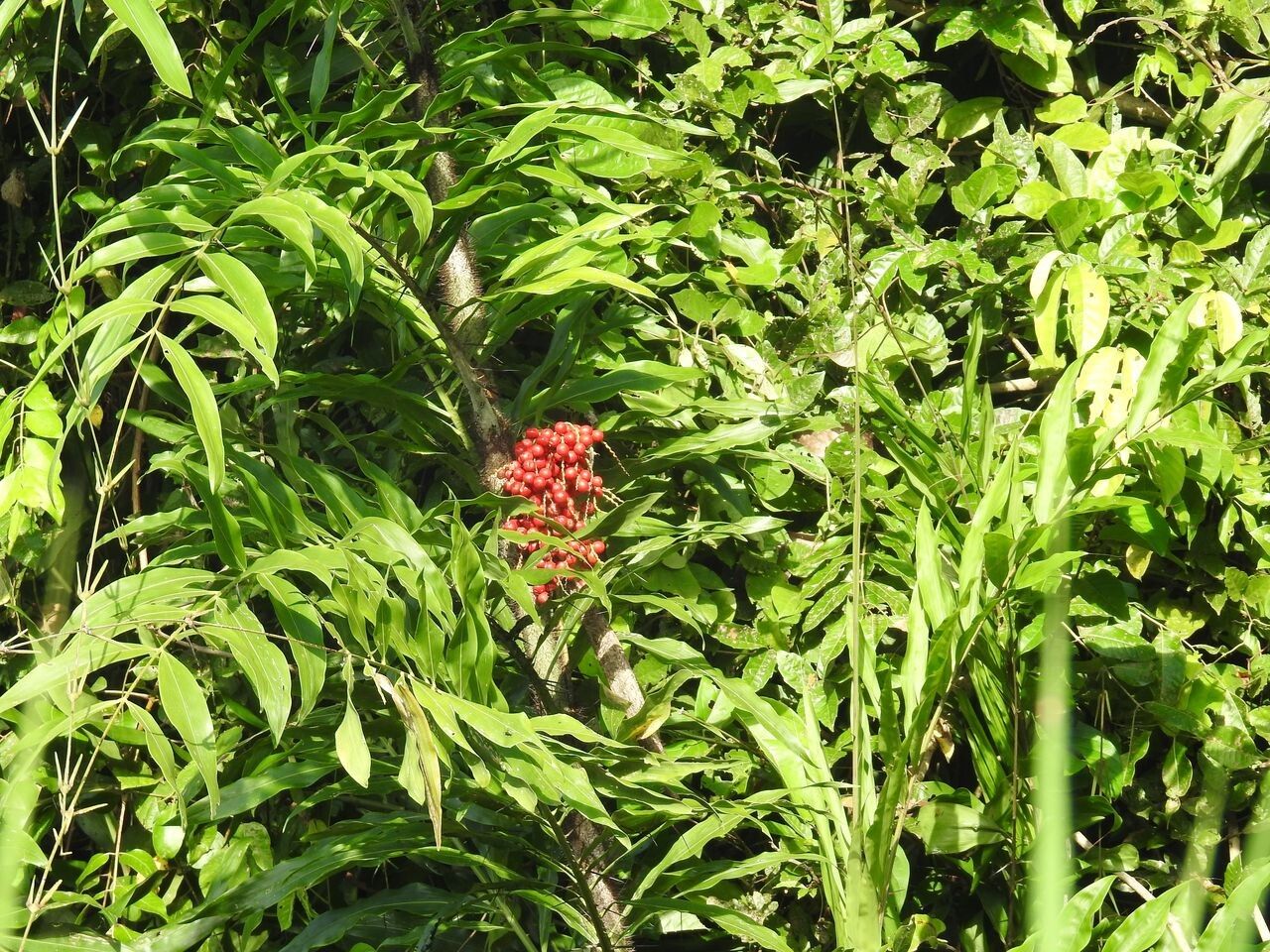 Desmoncus horridus fruit