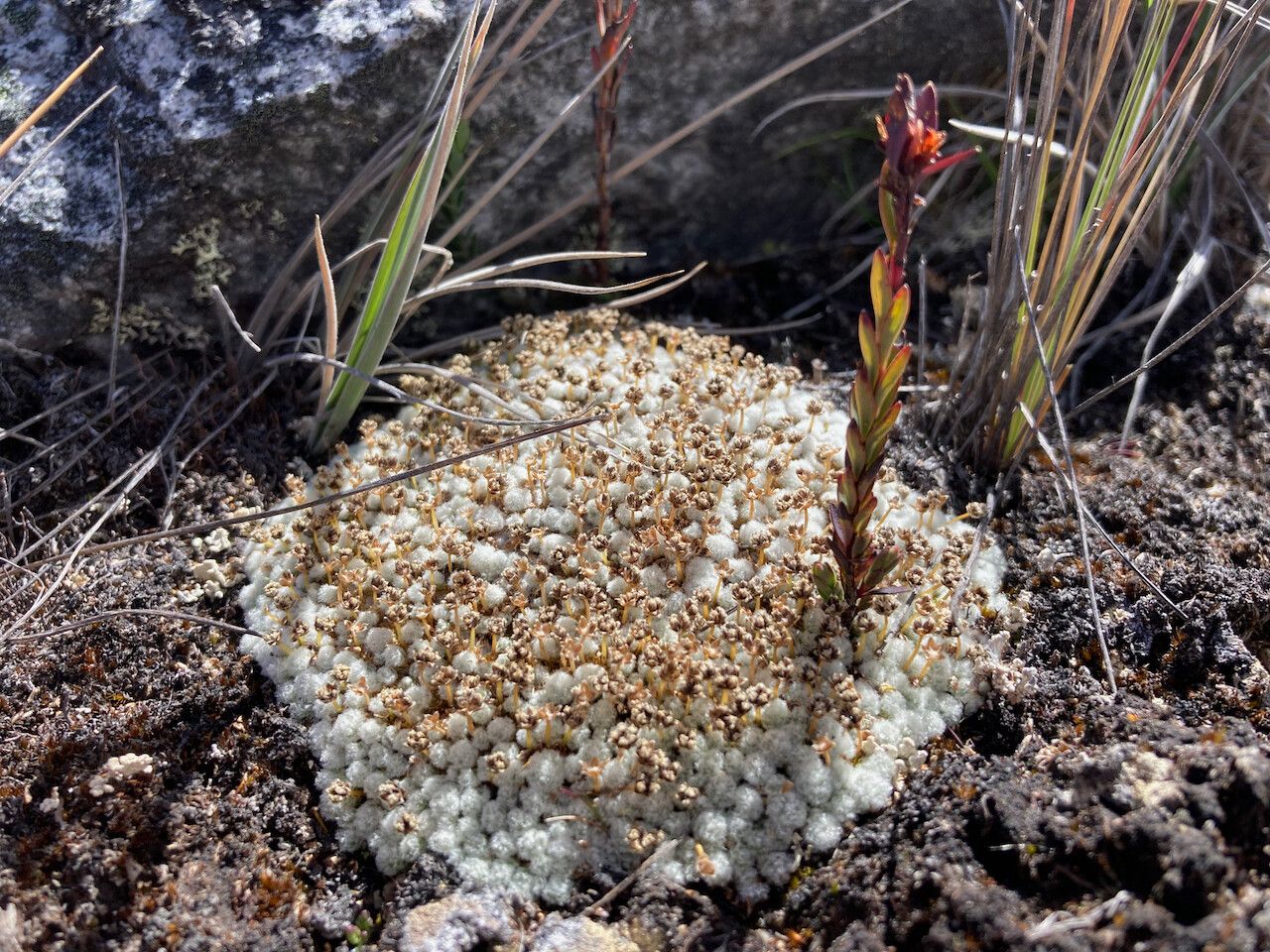 Paepalanthus lodiculoides habit