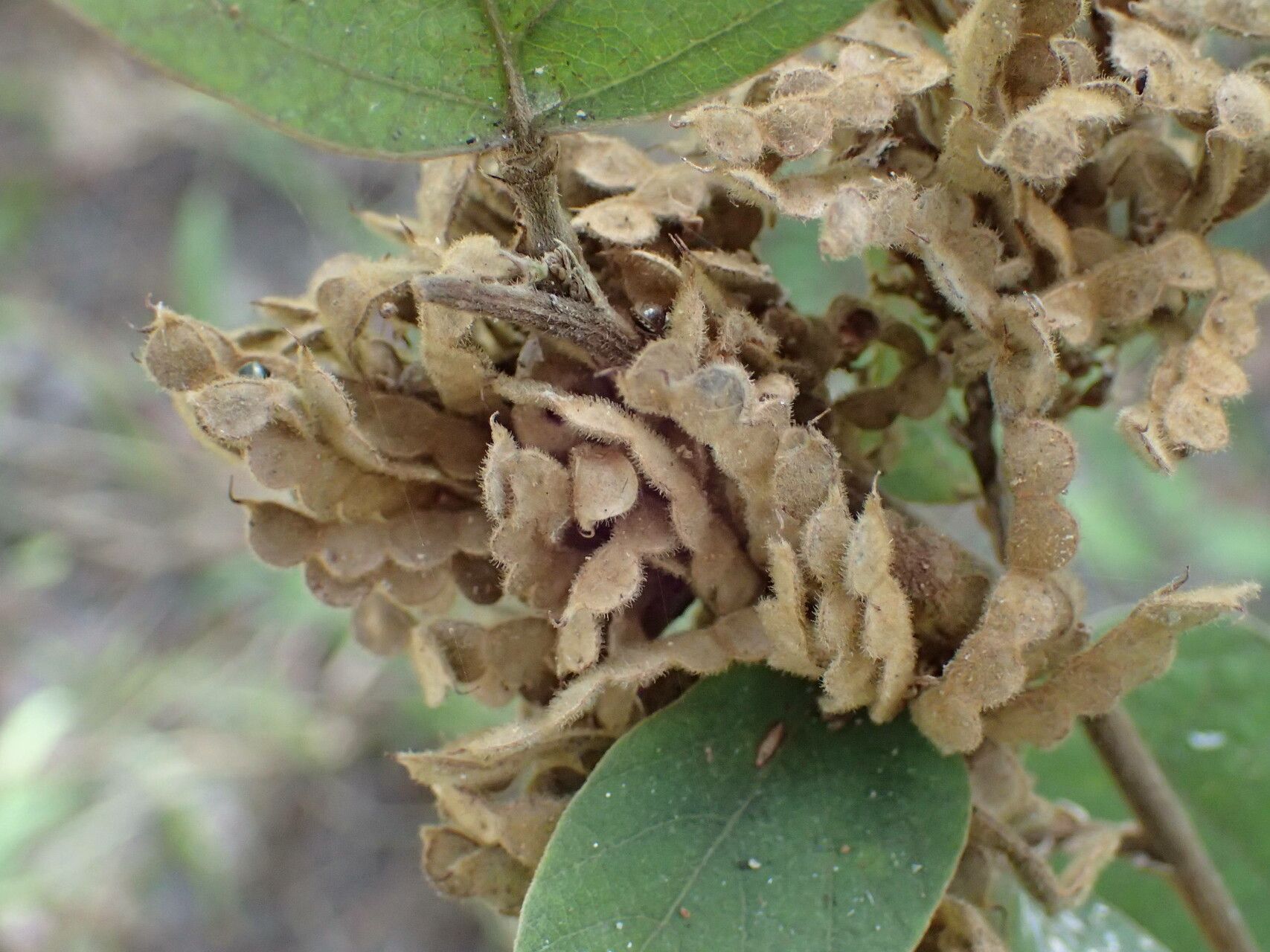 Desmodium velutinum fruit