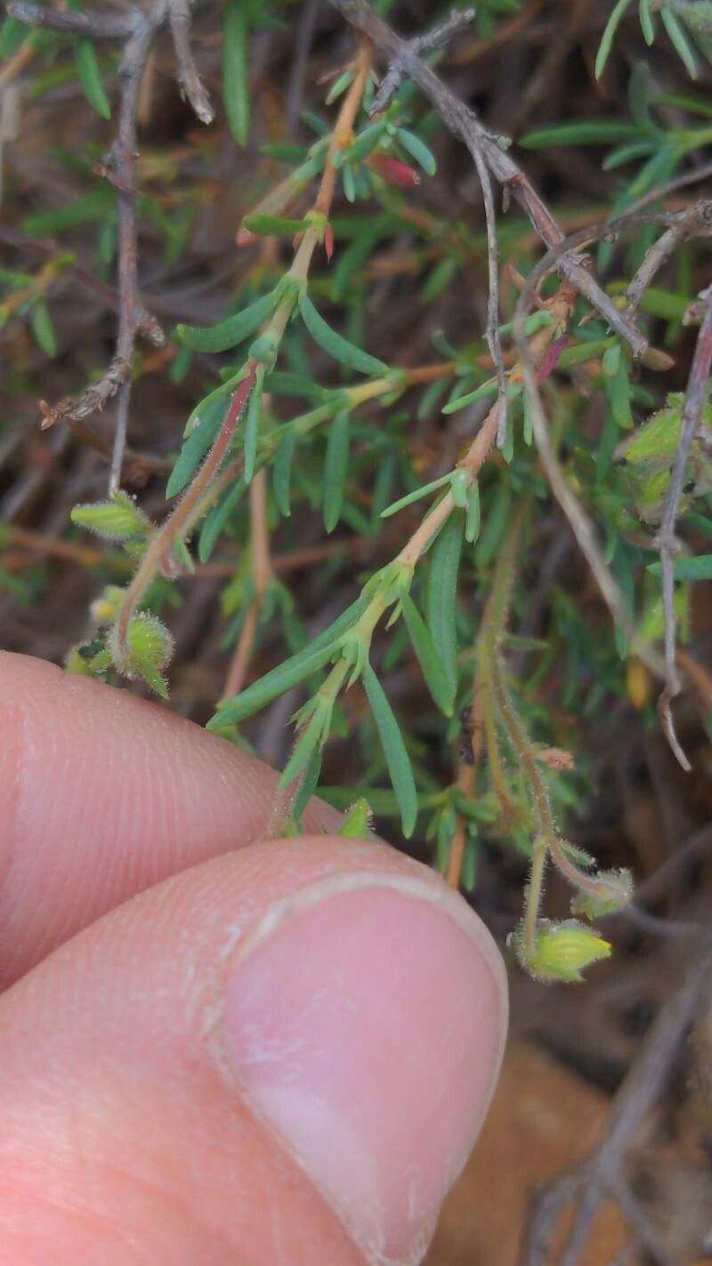 Fumana viridis — houseplant care guide