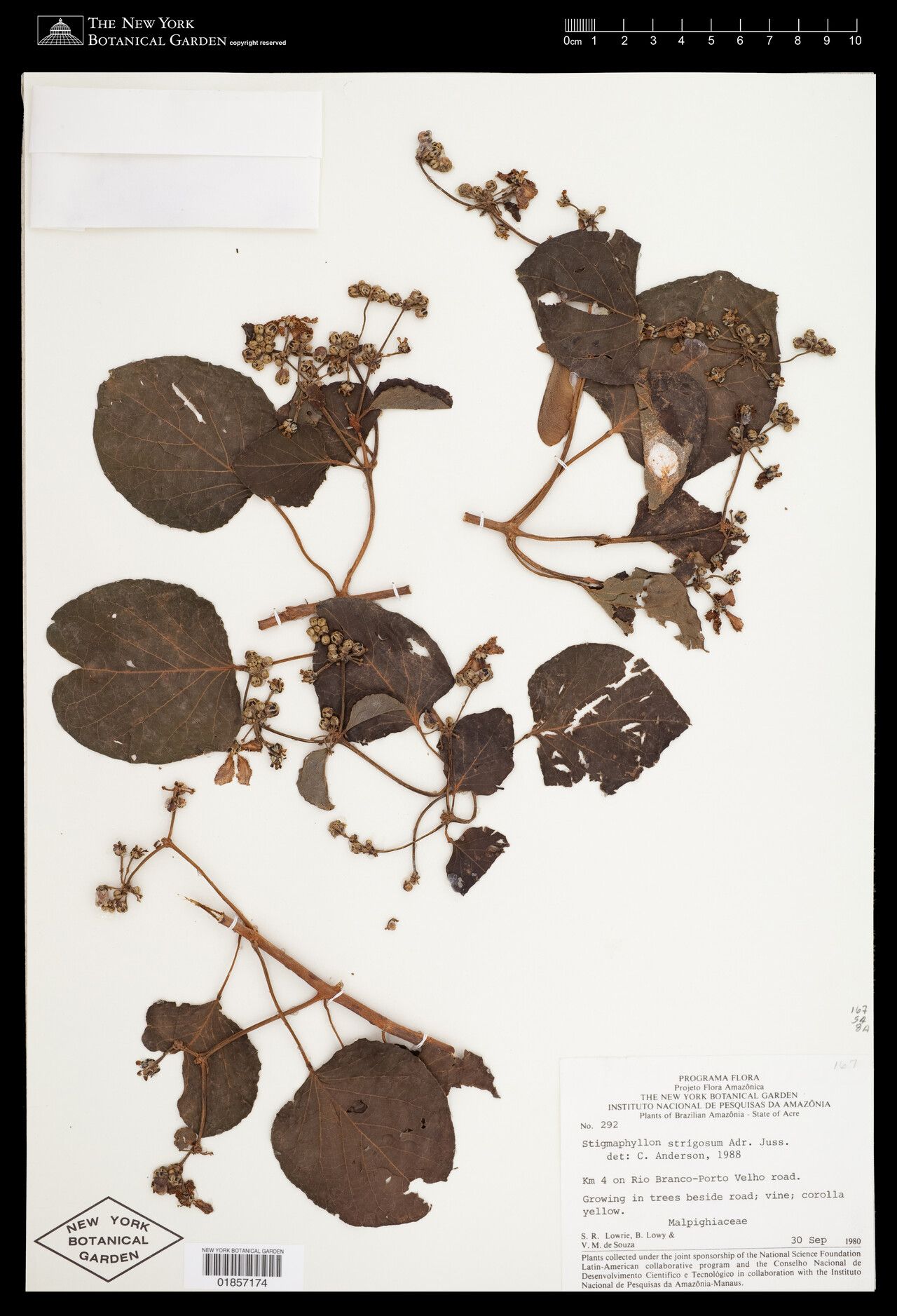 Stigmaphyllon strigosum — houseplant care guide