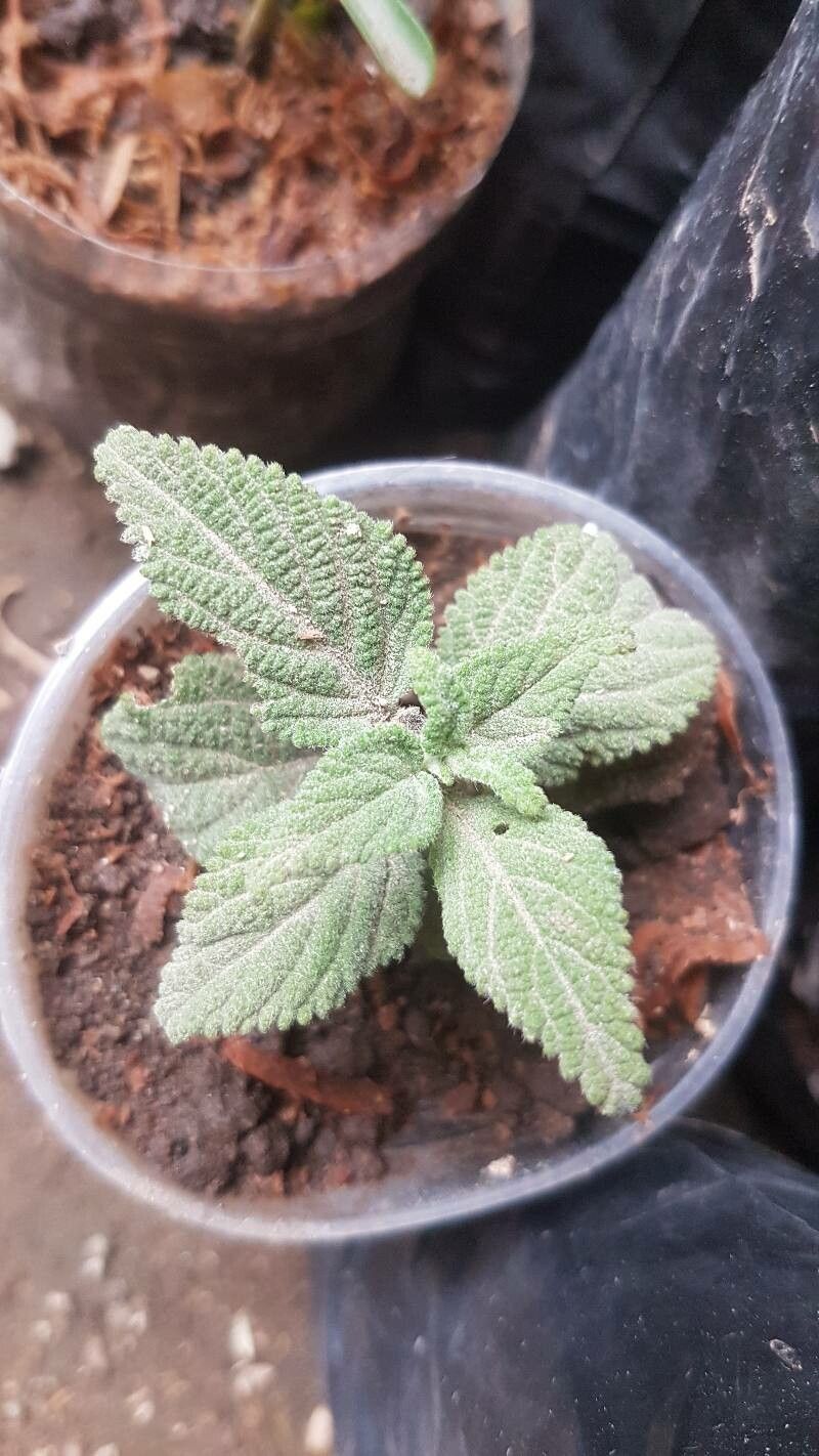 Lantana rugulosa — houseplant care guide