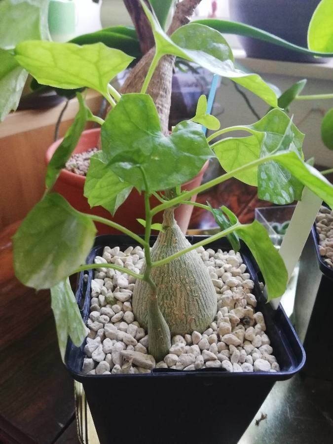 Gerrardanthus macrorhizus habit