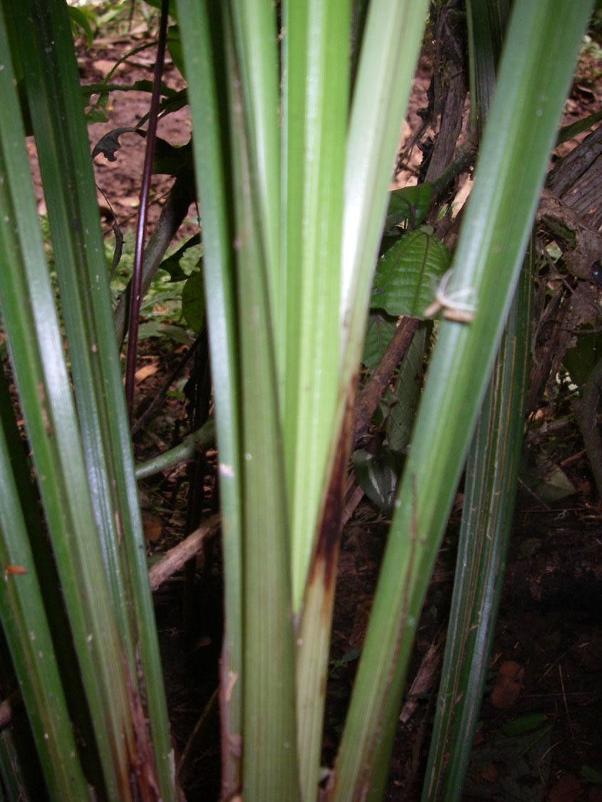 Cyperus costaricensis bark