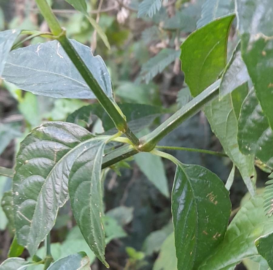 Ruellia angustiflora bark