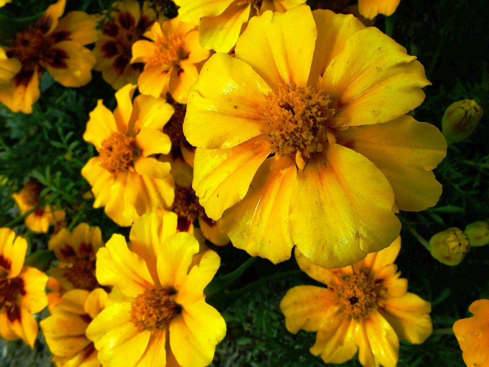 Tagetes lunulata flower