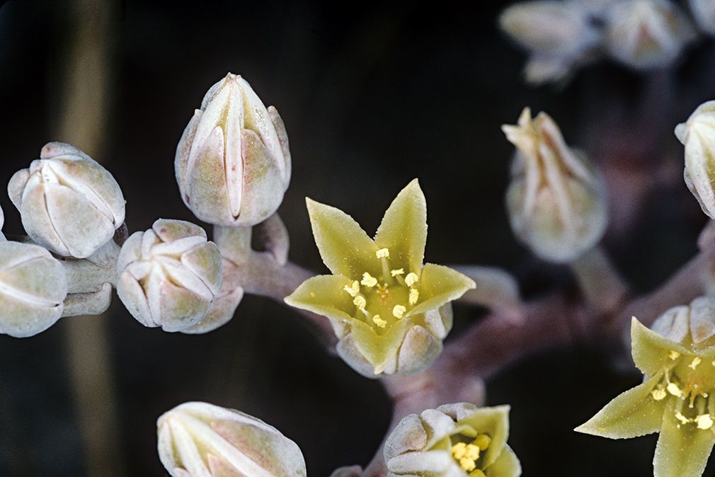 Dudleya abramsii flower