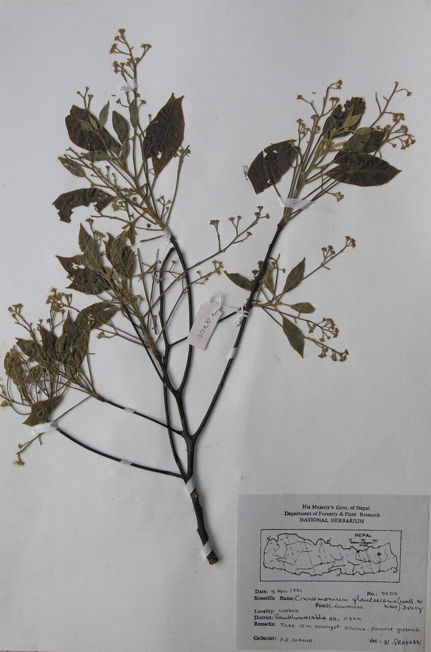 Cinnamomum tenuipile other