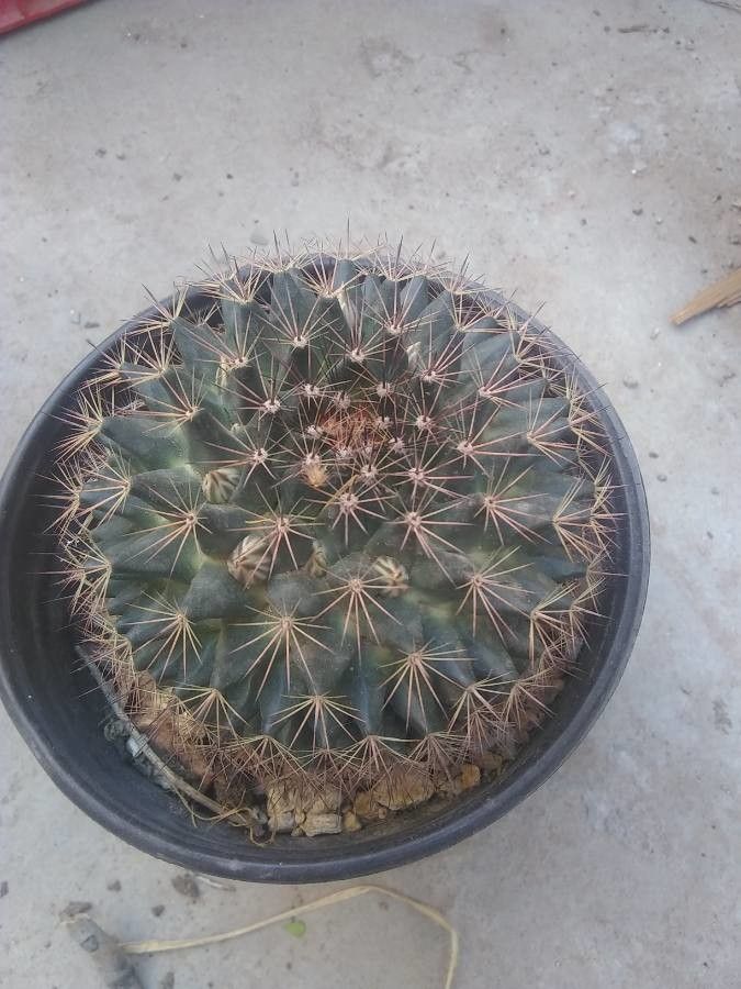 Mammillaria heyderi leaf
