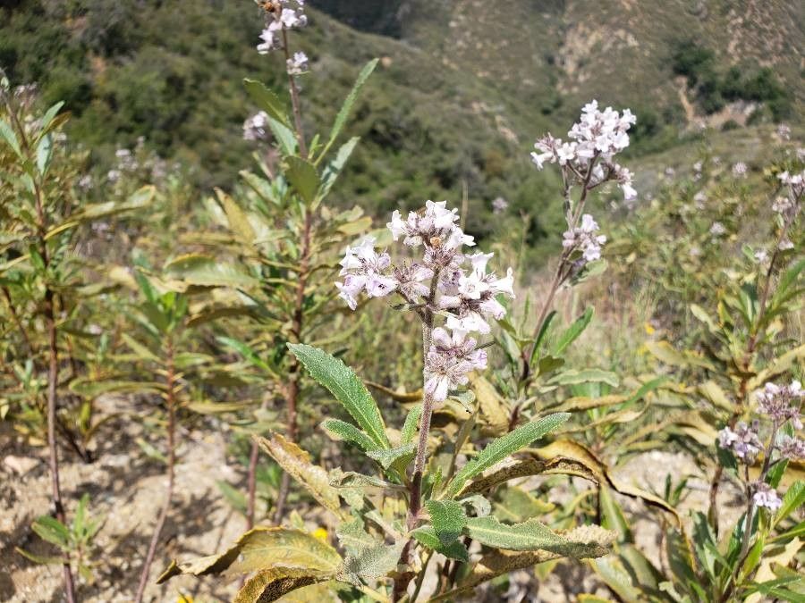 Eriodictyon trichocalyx flower